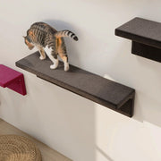 キャットウォーク