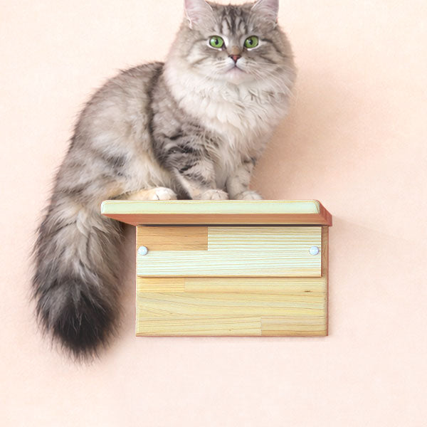 キャットウォーク 杉